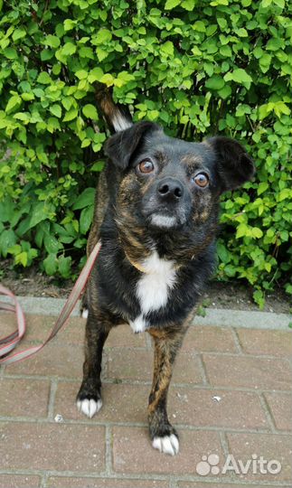 Собака ищет дом