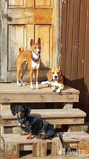 Передежка животных