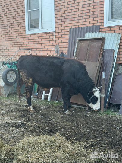Бычок 2 года