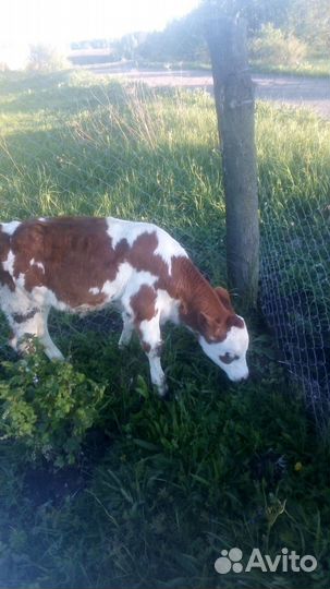 Телки на племя