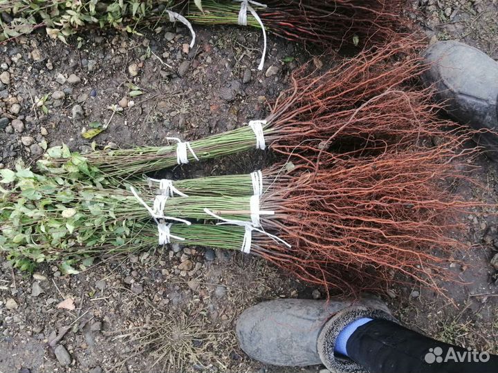 Антипка, алыча подвои на осень 2023