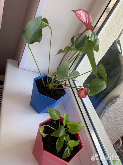 Антуриум и спатифилум