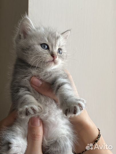 Серебристая шиншила