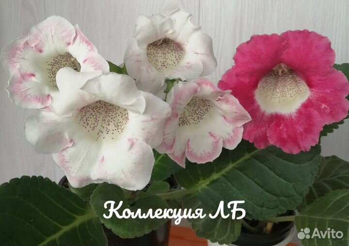 Глоксиния тидея