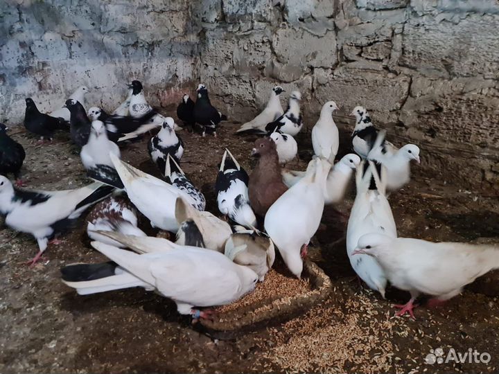 Бакинские бойные голуби