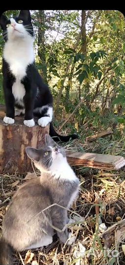 Ищем дом бездомным