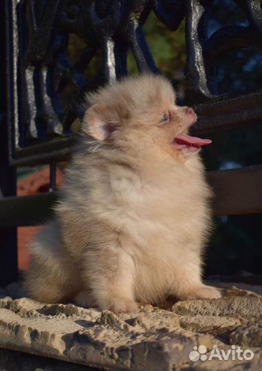 Лиловая мраморная