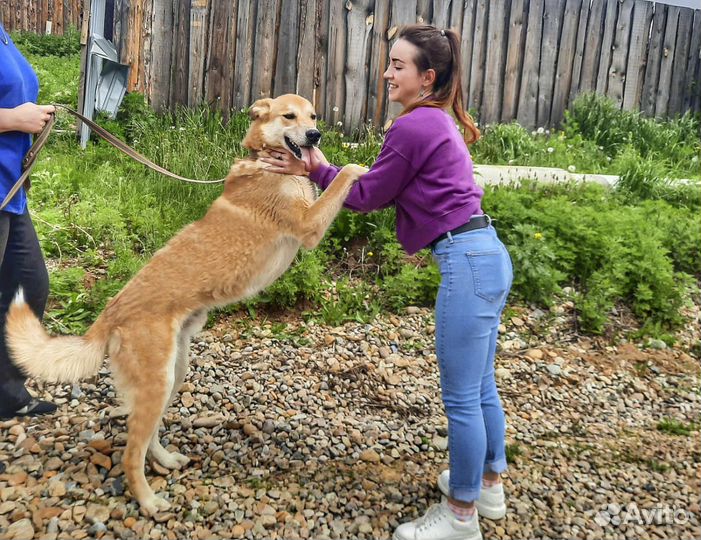 Сэм - крупный красивый пес-кастрат в дар Привит