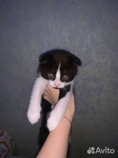 Вислоухие котята