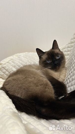 Котик в добрые любящие руки