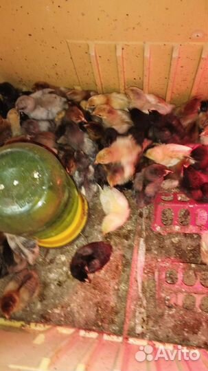 Цыплята подрощенные