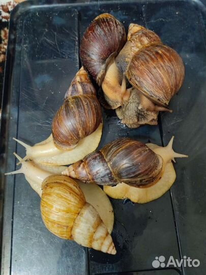 Улитки ахатины бесплатно