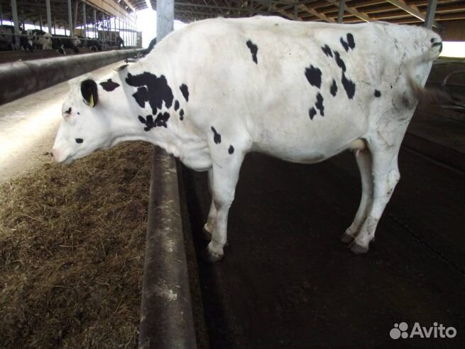 Продам корову Голштинской породы