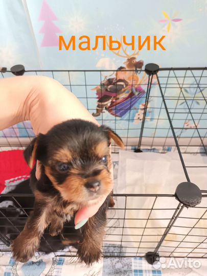 Йоркширский терьер мини беби фейс щенки