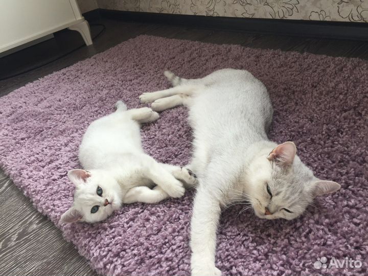 Британский кот вязка