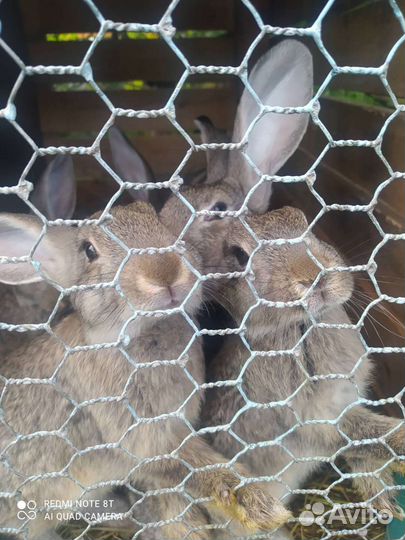 Кролики (2 месяца )