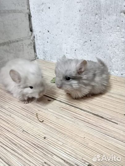 Шиншиллы