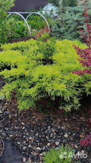 Купрессоципарис Лейланда,Можжевельник Олд Голд.туя