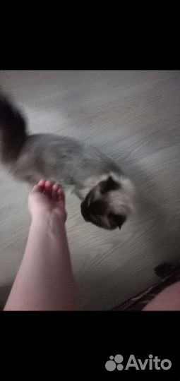 Кошка в дар