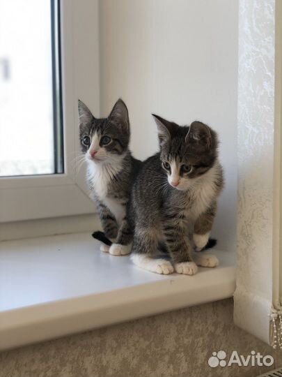 Котята мальчики 2 месяца