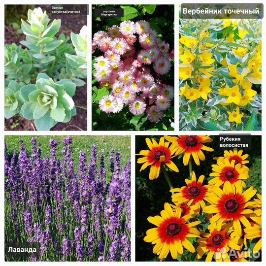 Многолетние цветы