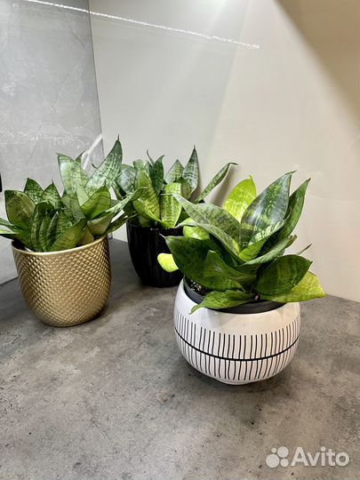 Сансевиерия ханни