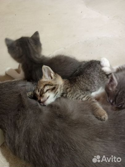Котята в добрые руки