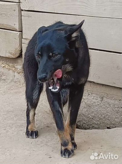 Щенки бесплатно