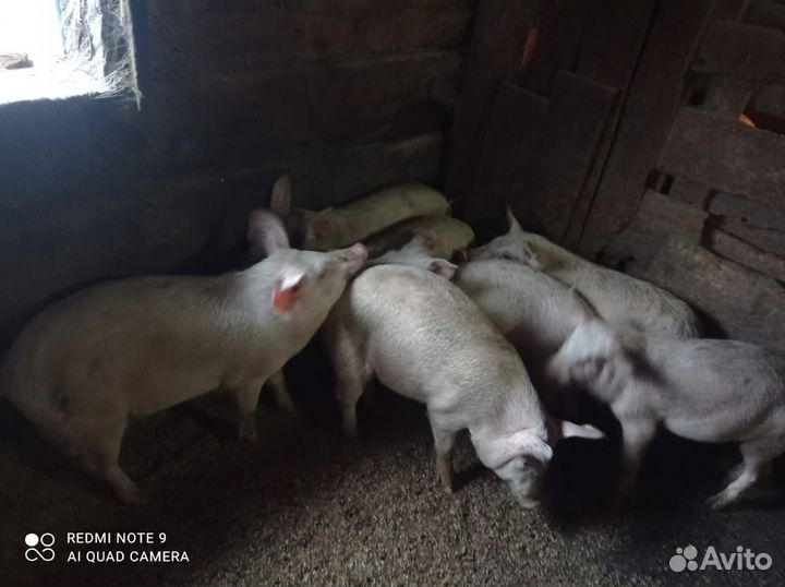 Продам поросят