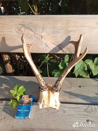 Имитация рогов косули