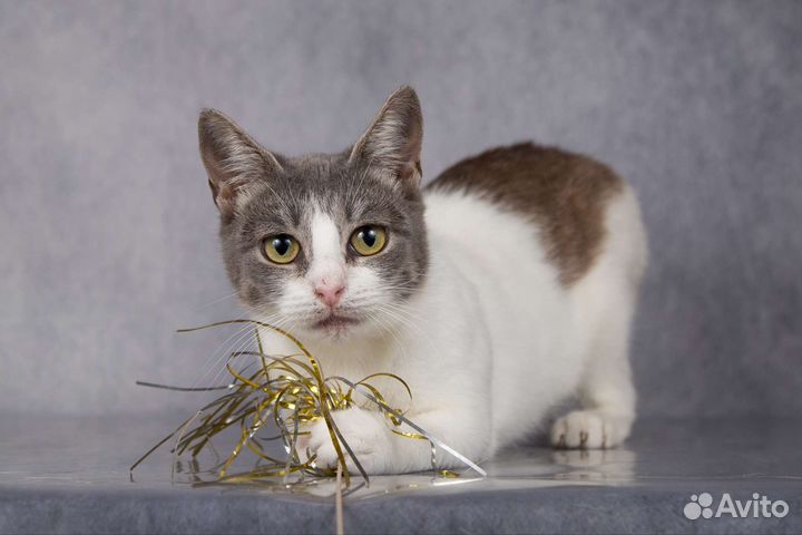 Кошка в добрые руки