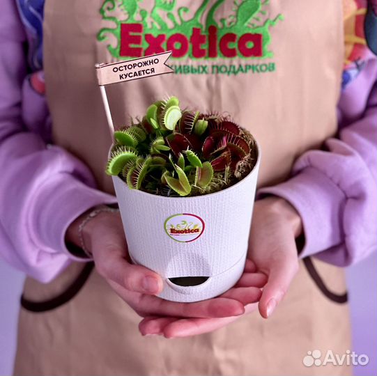 Венерина Мухоловка пересаженная D12см круг