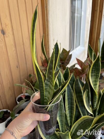 Сансевиерия