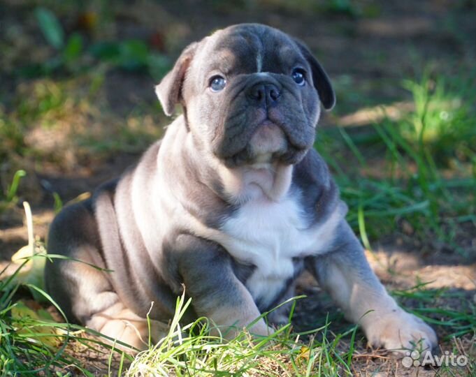 Английский бульдог, шикарный мальчик