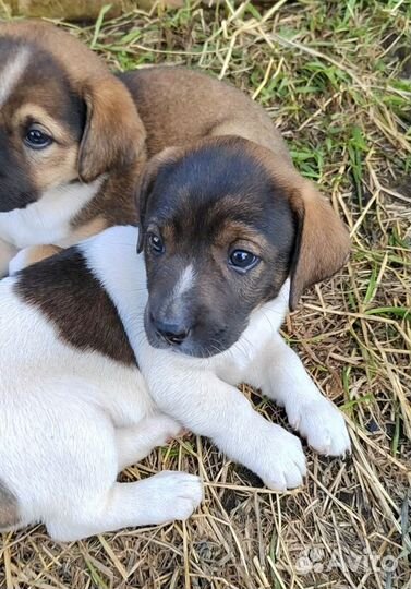 Щенки ищут дом