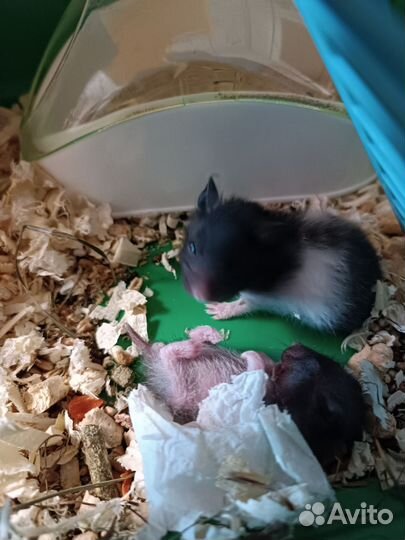 Сирийский хомяк