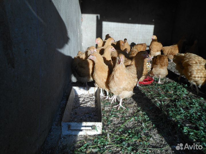 Петушки Орпингтон.- 4 мес
