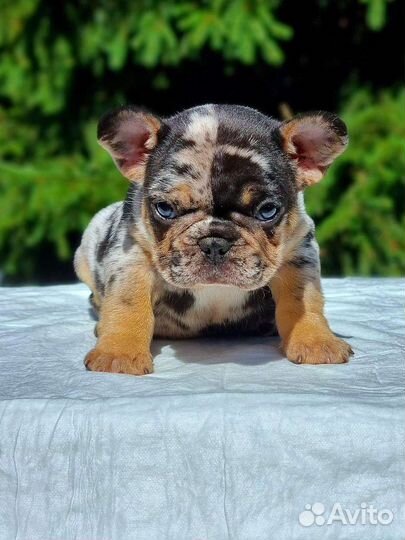 Французский бульдог щенки мерле