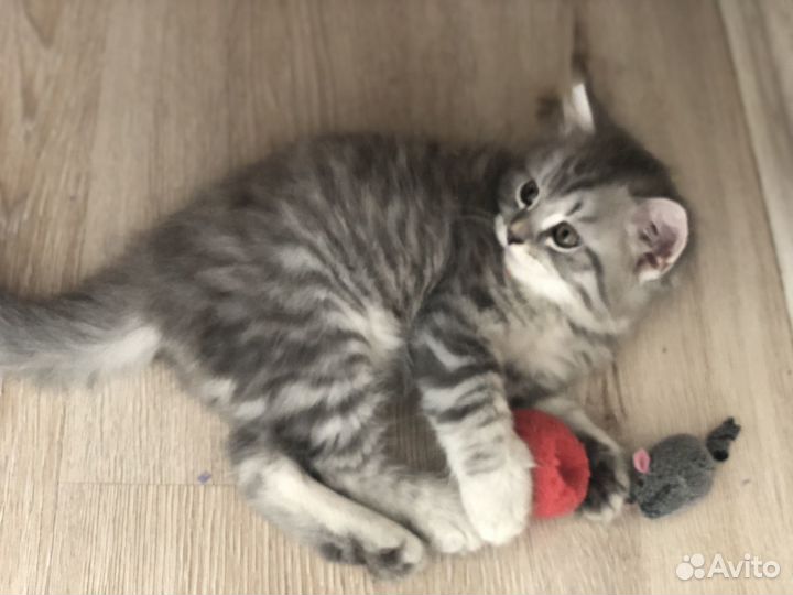 Шотландская длиношестная кошка