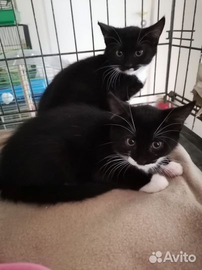Котята ищут дом