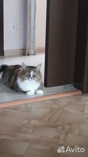 Груминг стрижка собак и кошек