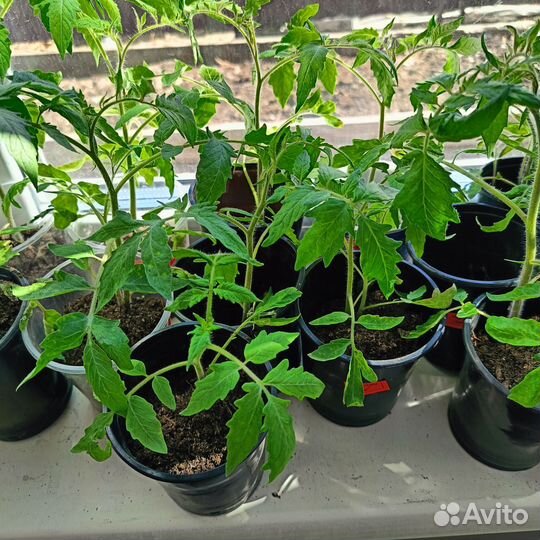 Рассада помидор и перцев 30р