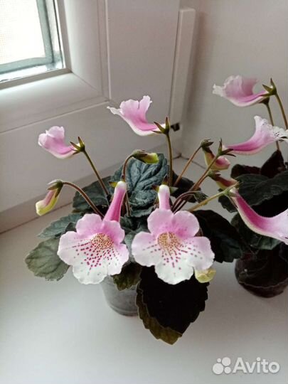 Минисиннингия