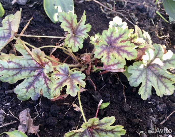 Лаванда 250 Гейхерелла 