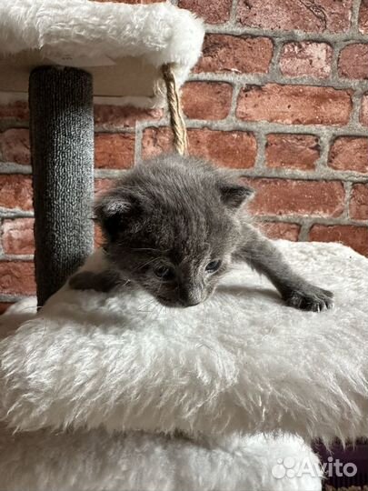Отдам кота в добрые руки