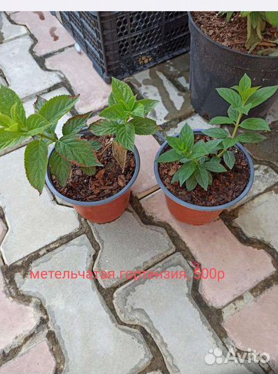 Хризантема мультифлора