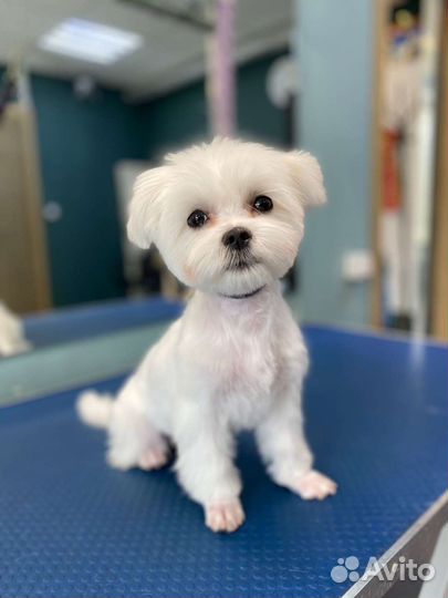 Стрижка собак, груминг