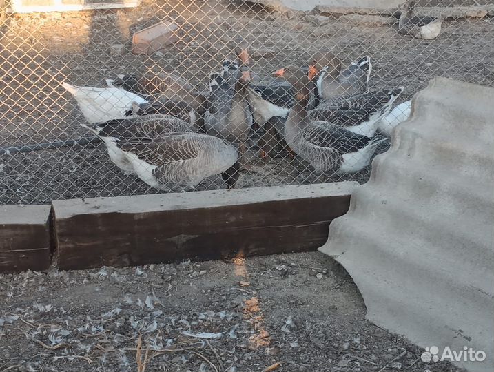 Крупные серые гуси