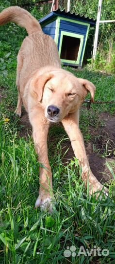 Собака в добрые руки мальчик