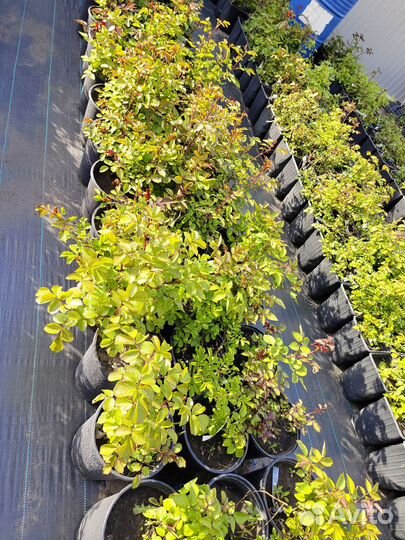 Розы 3 летки в С5 контейнеры Местные